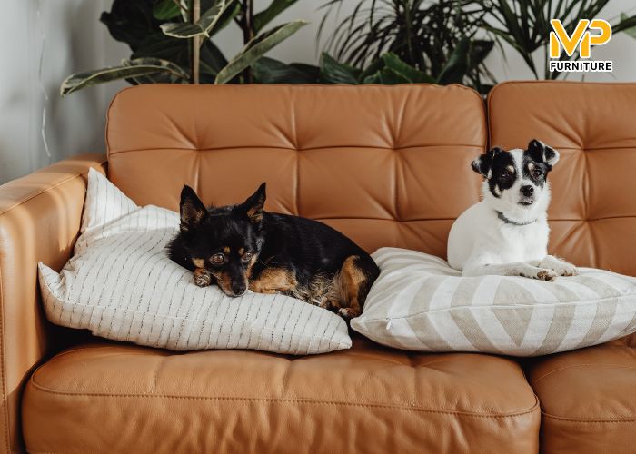 Các loại sofa mà gia đình có thú cưng nên chọn